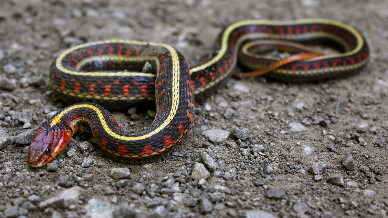Red sided Gartner snake