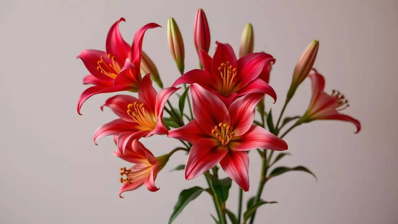 Canada’s natural Lilies: The Western Red Lily