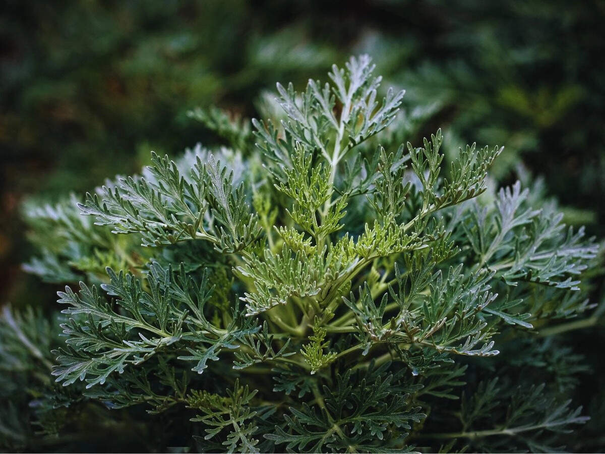 wormwood plant