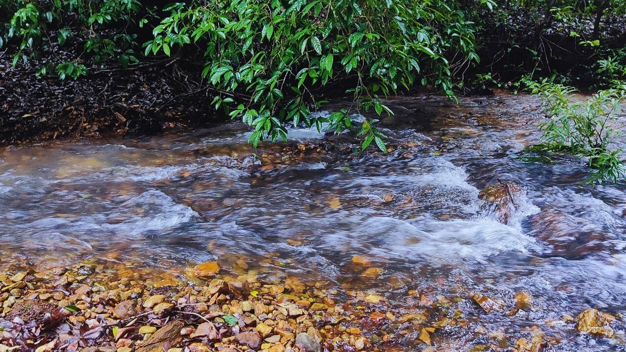 Stream in the middle of the forest in Goa