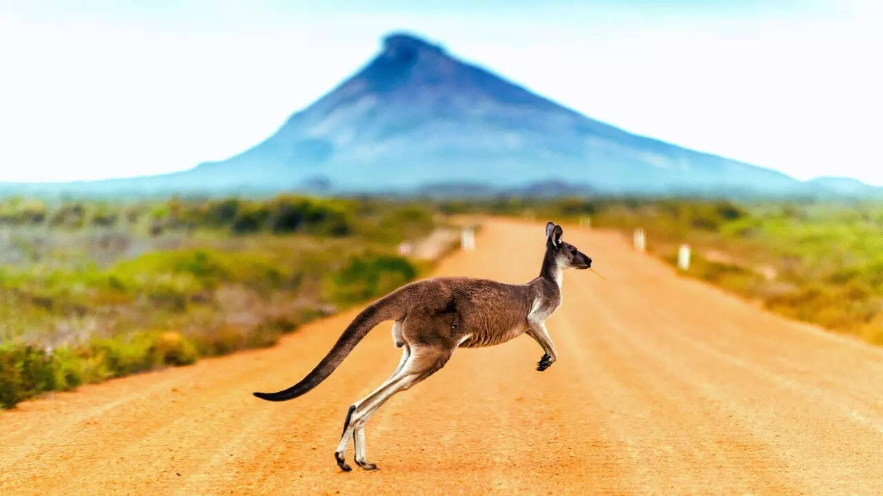 Kangaroo in Australia Kangaroo in Australia
