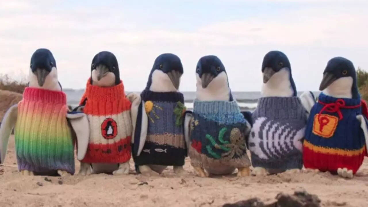 The conservation programme behind the viral story