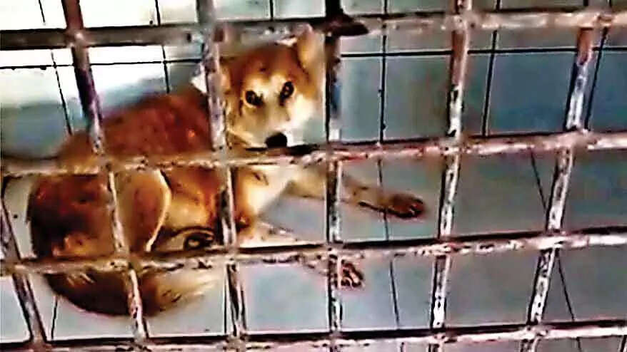 Stray dogs telangana