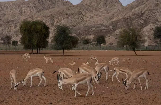 UNESCO-Listed UAE Desert Under Lockdown as Sharjah Enforces Strict Entry Rules