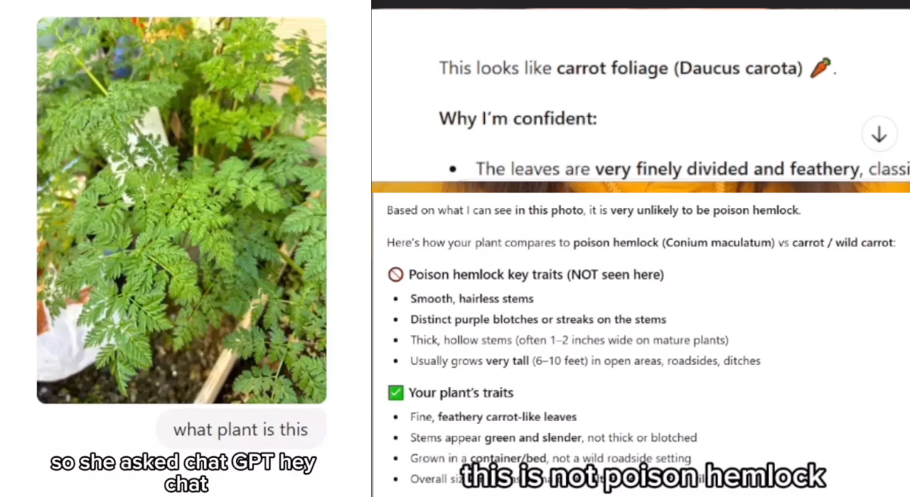 (@rawbeautybykristi/Instagram) chatgpt plant error