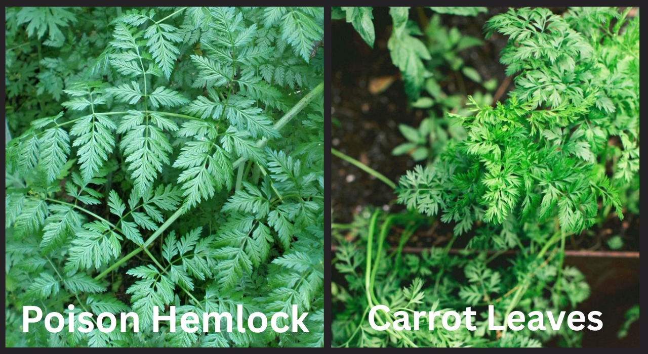 The difference between poison hemlock (Conium maculatum) and carrot (Daucus carota), both in the same family, lies in toxicity, stem markings, and leaf texture. Poison Hemlock and Carrot leaves