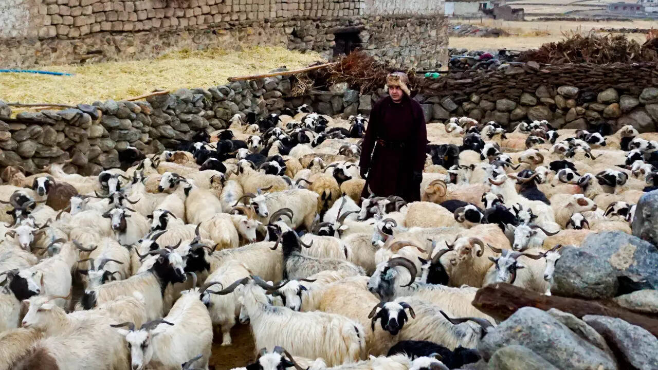 Babar Afzal at work with The Pashmina Goat Project​