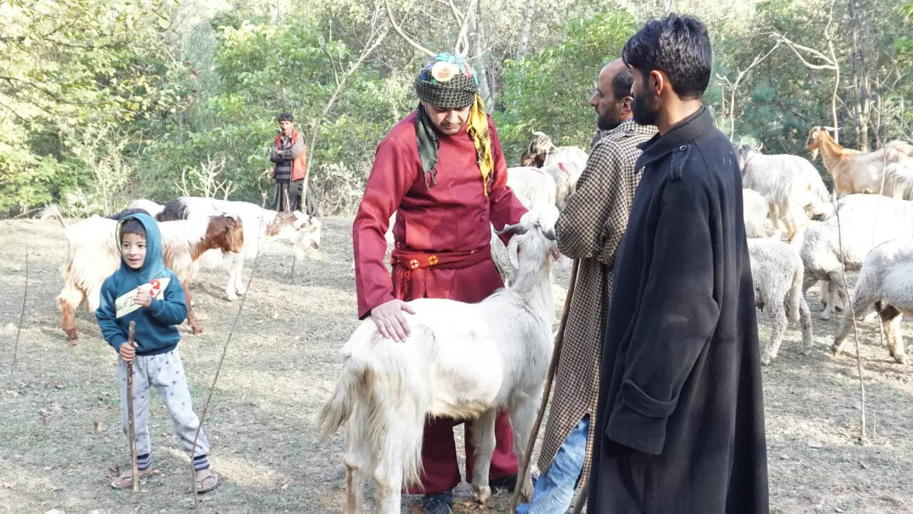 The project operates across multiple layers-economic, cultural and ethical. Beyond improving incomes, it focuses on restoring dignity, fostering pride, and ensuring that the people at the very start of the pashmina chain are no longer invisible to the global luxury market.
