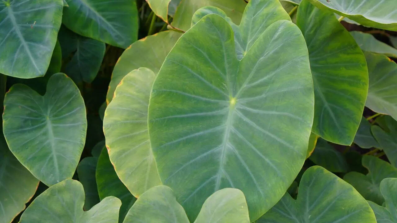 Can Colocasia leaves be eaten raw