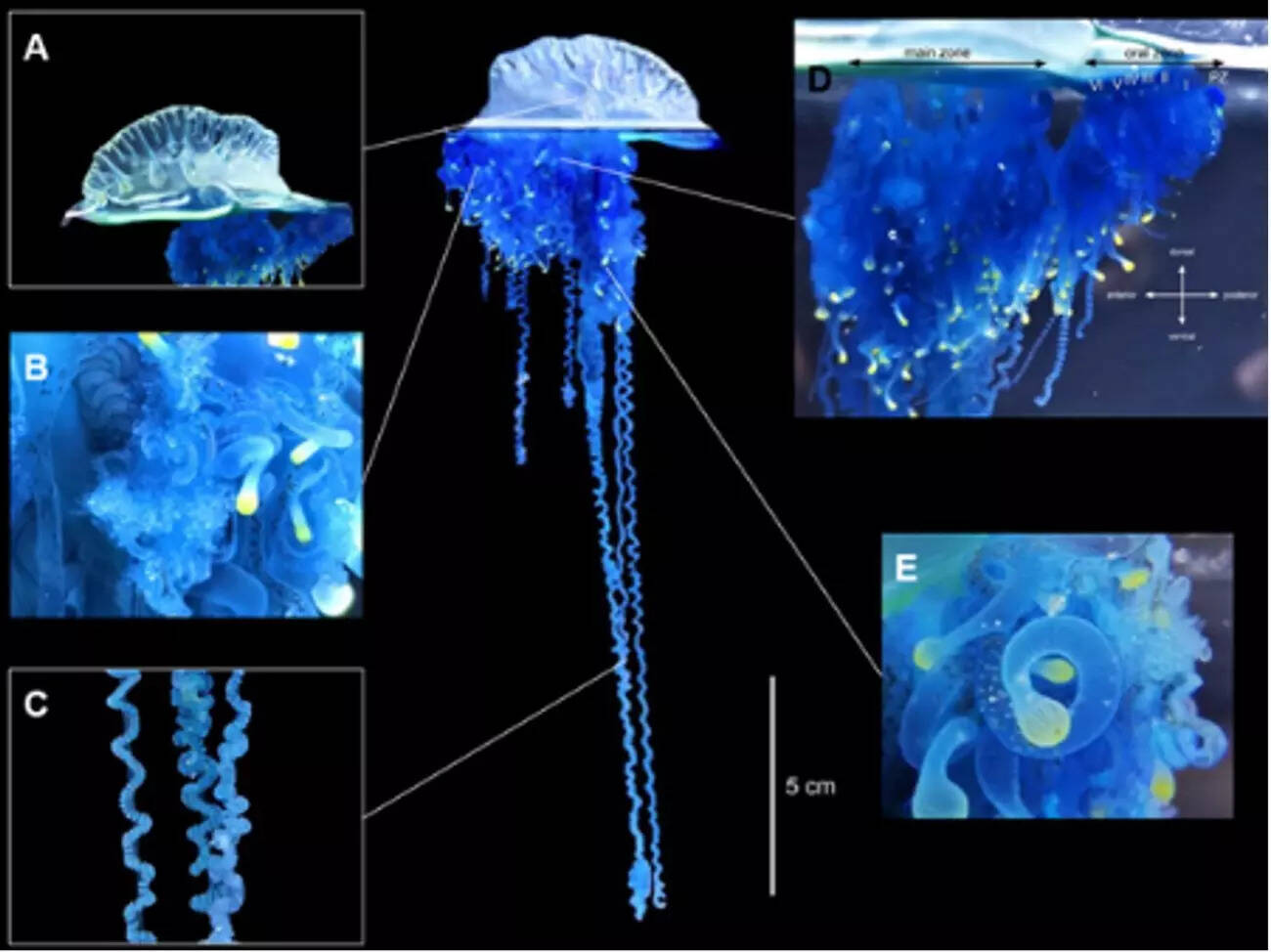Una strana creatura blu è stata ritrovata su una spiaggia giapponese e gli scienziati dicono che è nuova (Credito immagine - Università di Tohoku / Cheryl Lewis Ames et al)