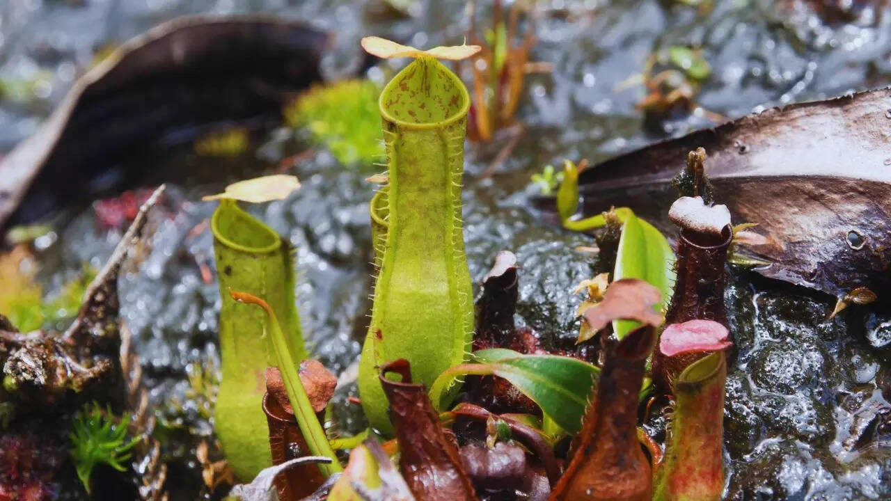 Pitcher plant in Borneo