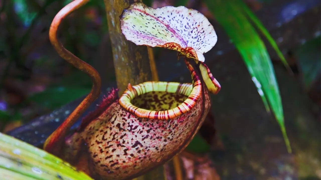 Pitcher plant