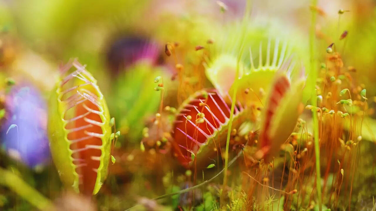 Venus flytrap