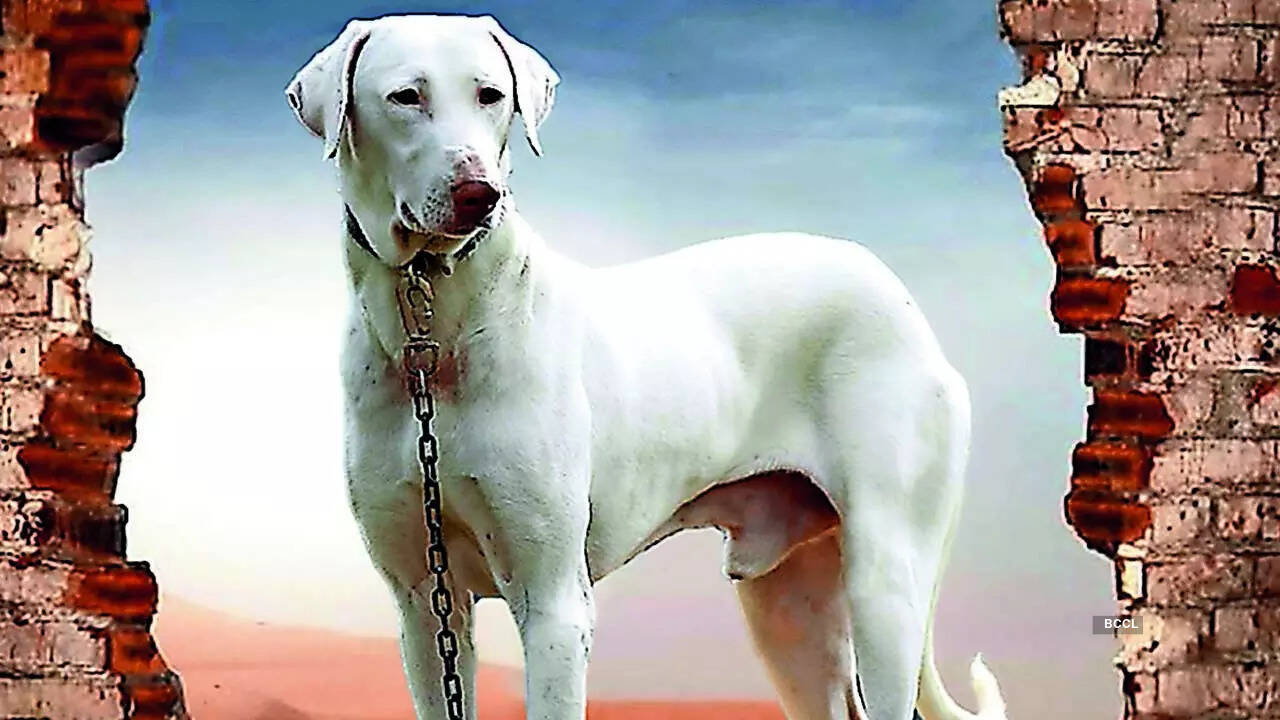 The Rajapalayam breed of dogs is being used by the Army and the BSF for security missions