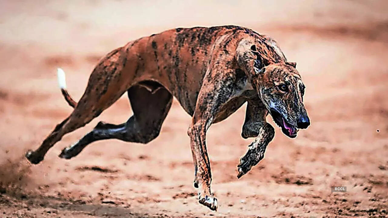 “Following the successful training and deployment of Mudhol Hounds, the Army expanded trials for other native breeds, including the Rampur Hound and Rajapalayam. The induction of the Rampur Hound is not only an operational decision but a conscious step towards conserving India’s indigenous canine heritage,” says Shantanu Pratap Singh, PRO Defence Lucknow.