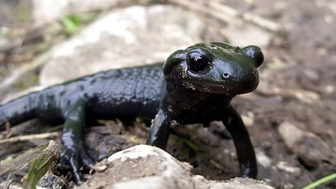 Where Alpine Salamanders live and why it matters (Image source: Wikipedia)
