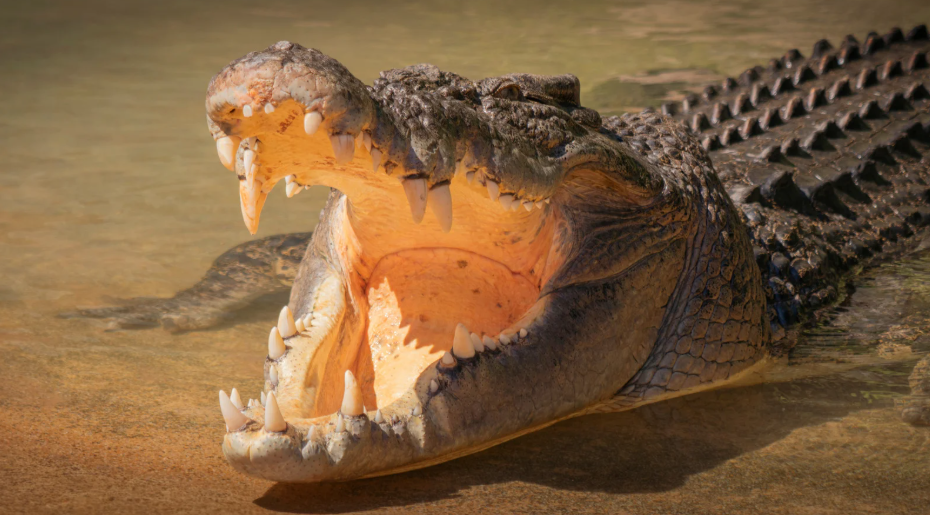 Saltwater Crocodile -Representative Image