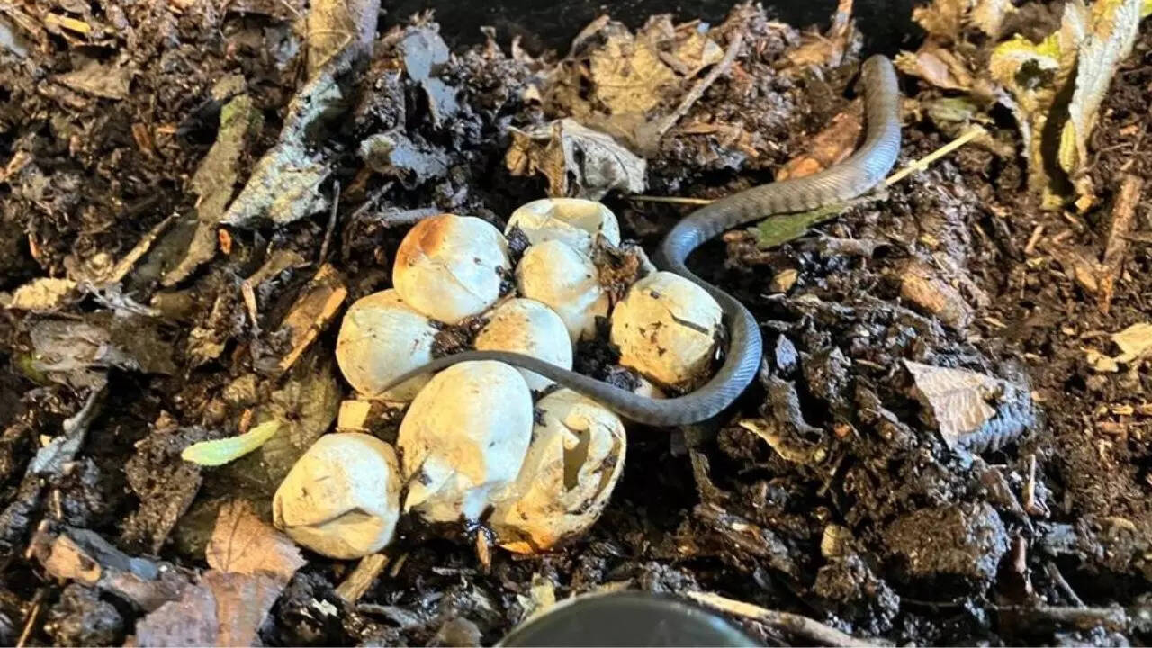 Snake eggs
