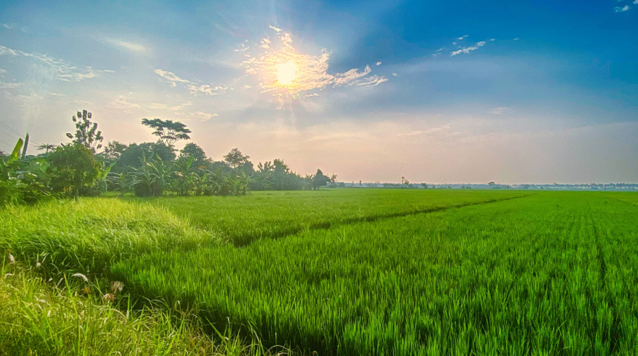 Basmati rice fields (Photo: Canva)