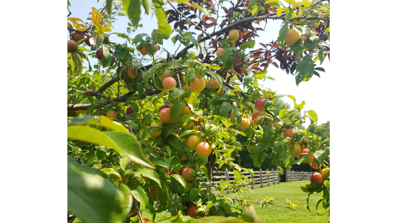 ஒரு மரம் எப்படி 40 விதமான பழங்களைத் தரும்