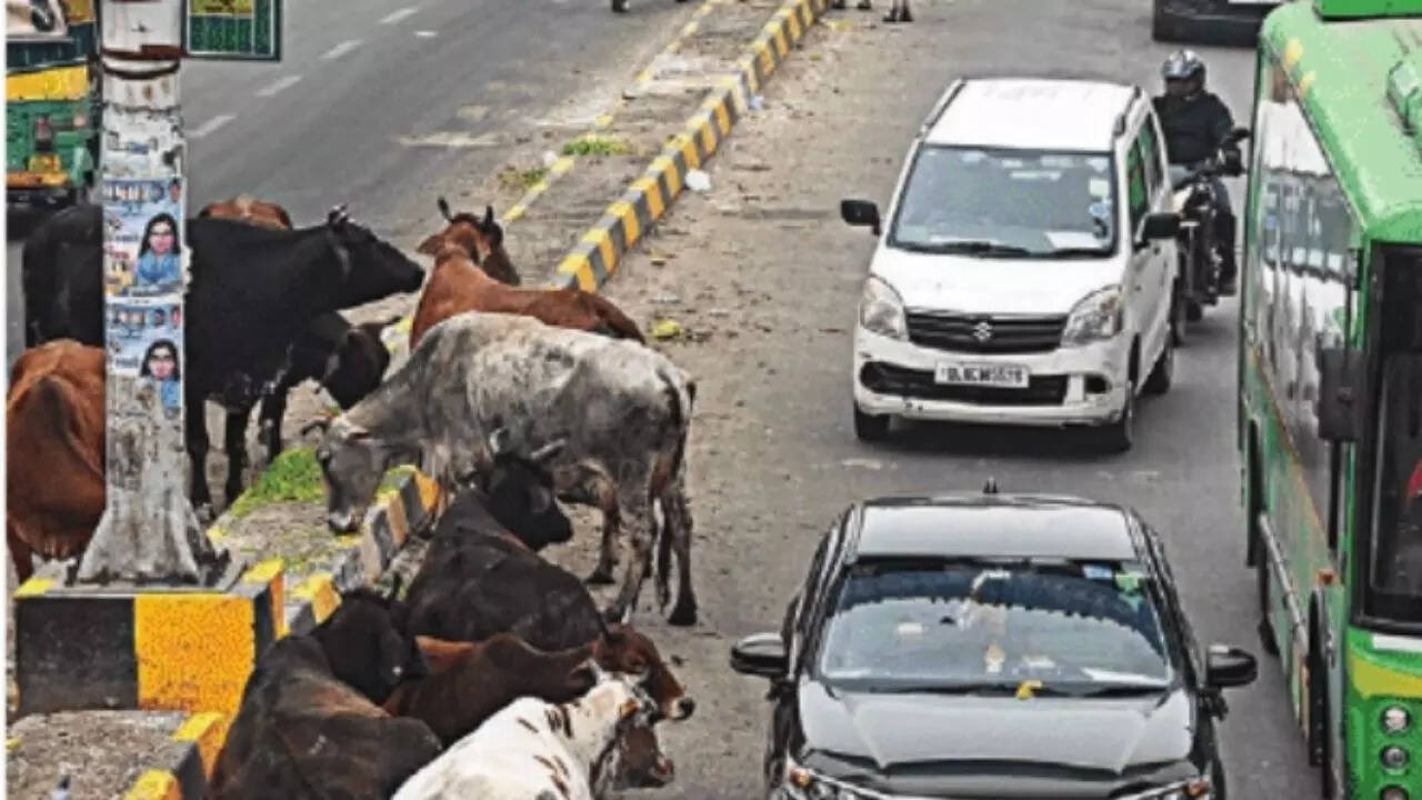 Patparganj, has become a hazardous zone due to stray cattle
