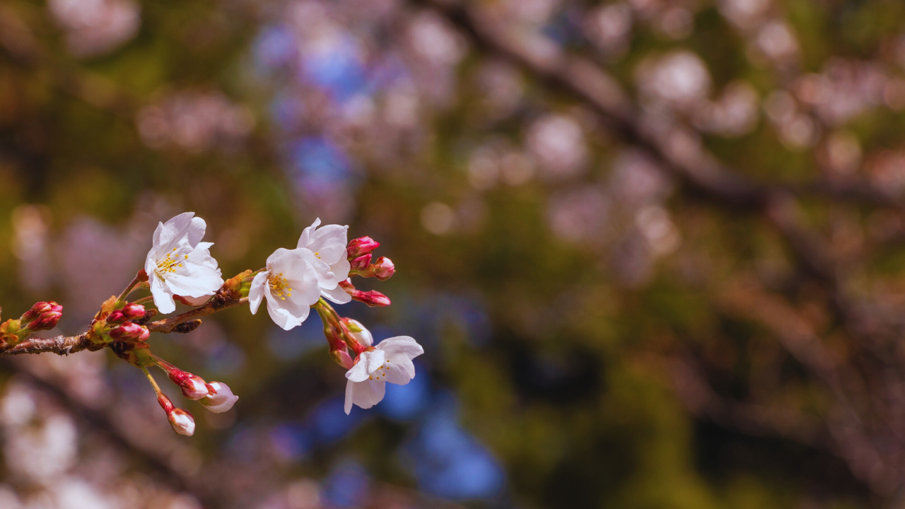 செர்ரி மலரும்