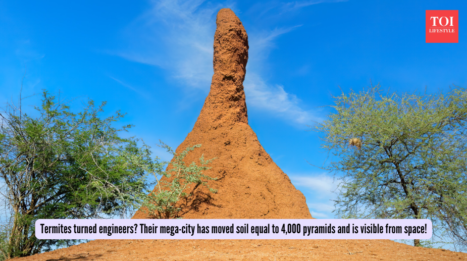 Termites turned engineers? Their mega-city has moved soil equal to 4,000 pyramids and is visible from space!