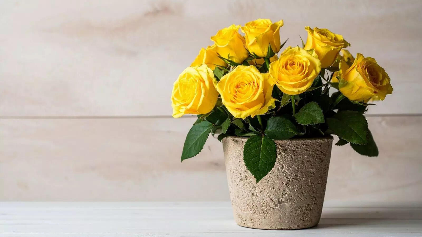 Happy Rose Day 2026: What the color of your Valentine's rose says about your type of love