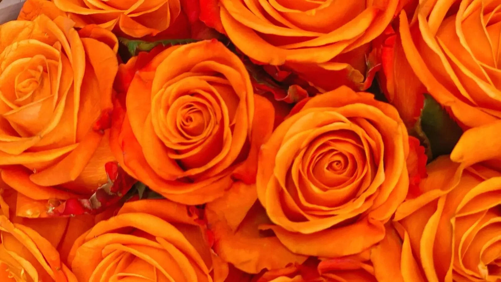 Happy Rose Day 2026: What the color of your Valentine's rose says about your type of love