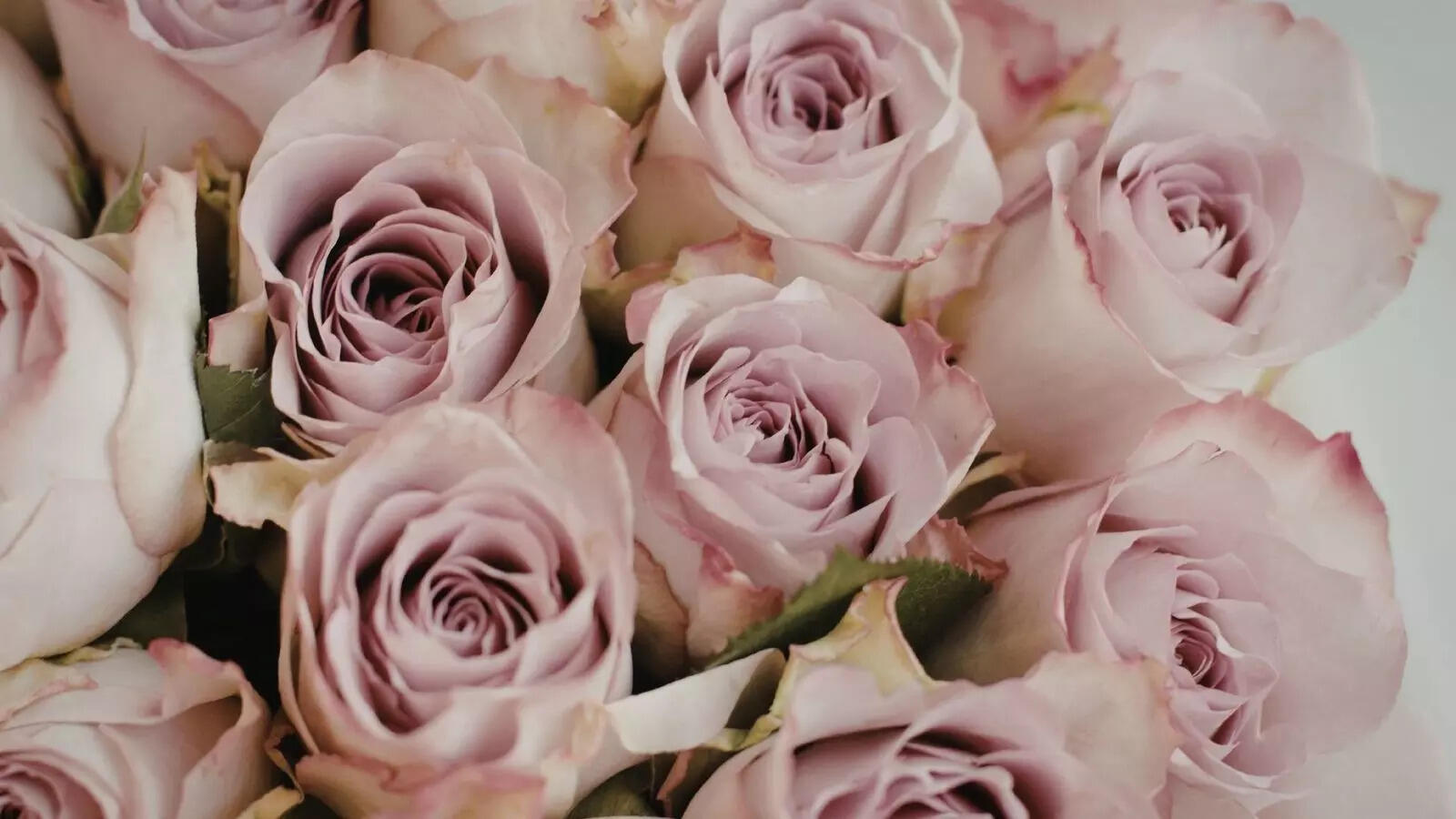 Happy Rose Day 2026: What the color of your Valentine's rose says about your type of love