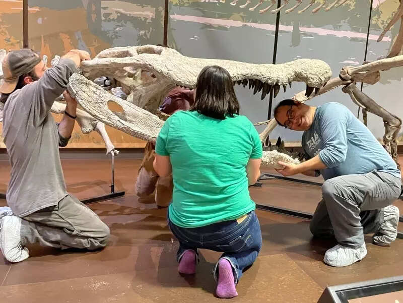 Scientists reconstruct a 31-foot Deinosuchus crocodile from fossil evidence (Credit - Tellus Science Museum)