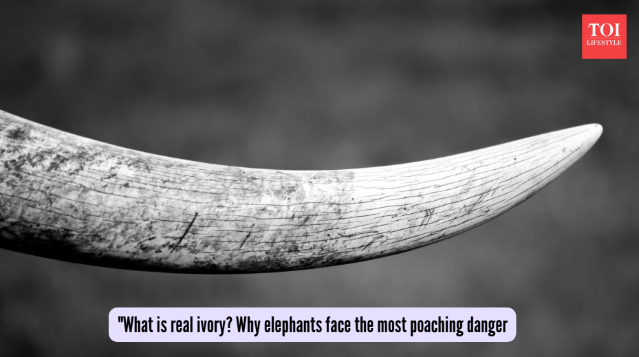 "What is real ivory? Why elephants face the most poaching danger