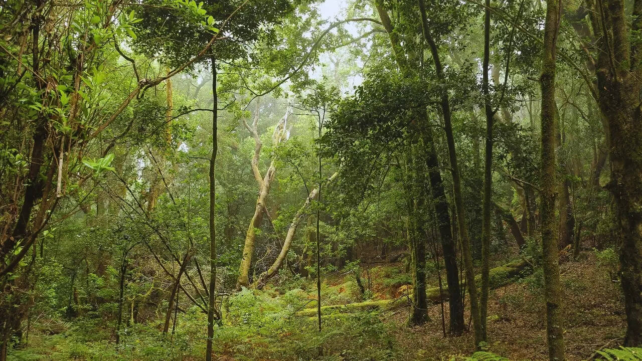 Densely forested area