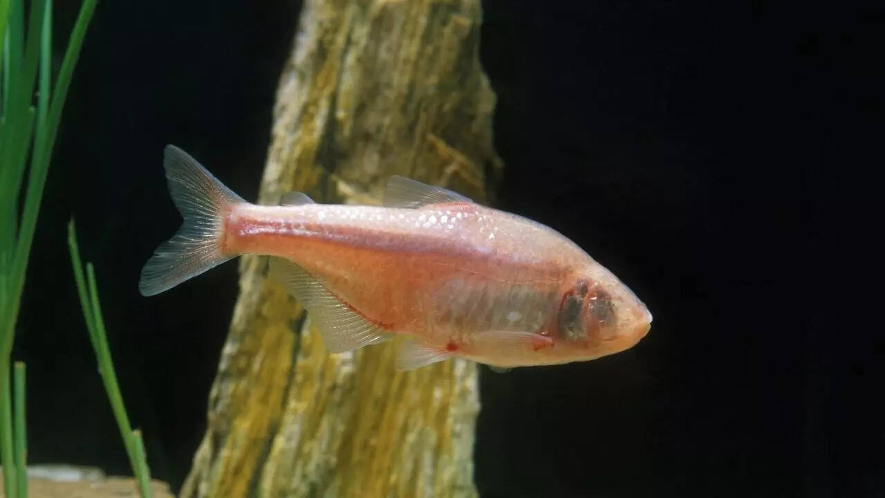 Blind Cavefish