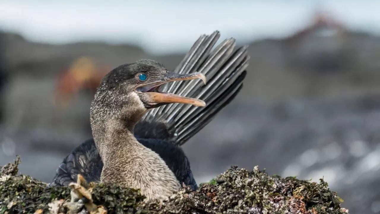 Galápagos cormorant