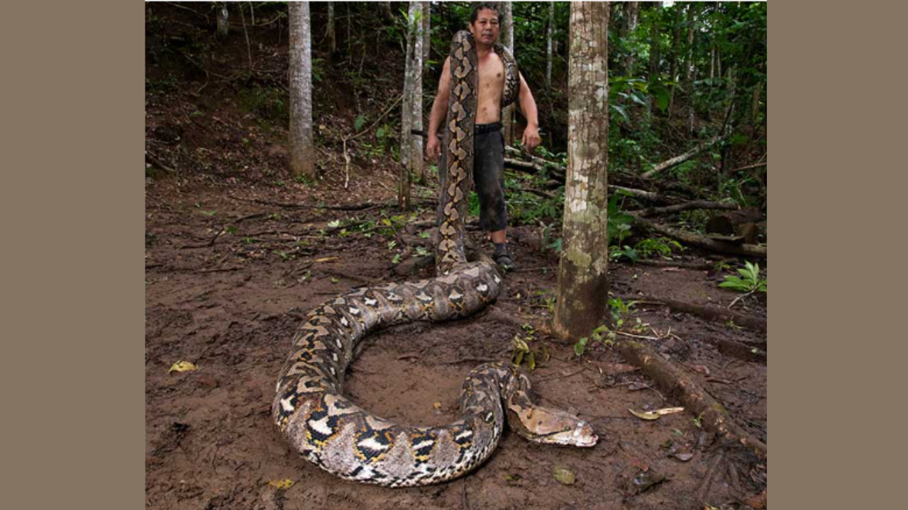 மிக நீளமான பாம்பு