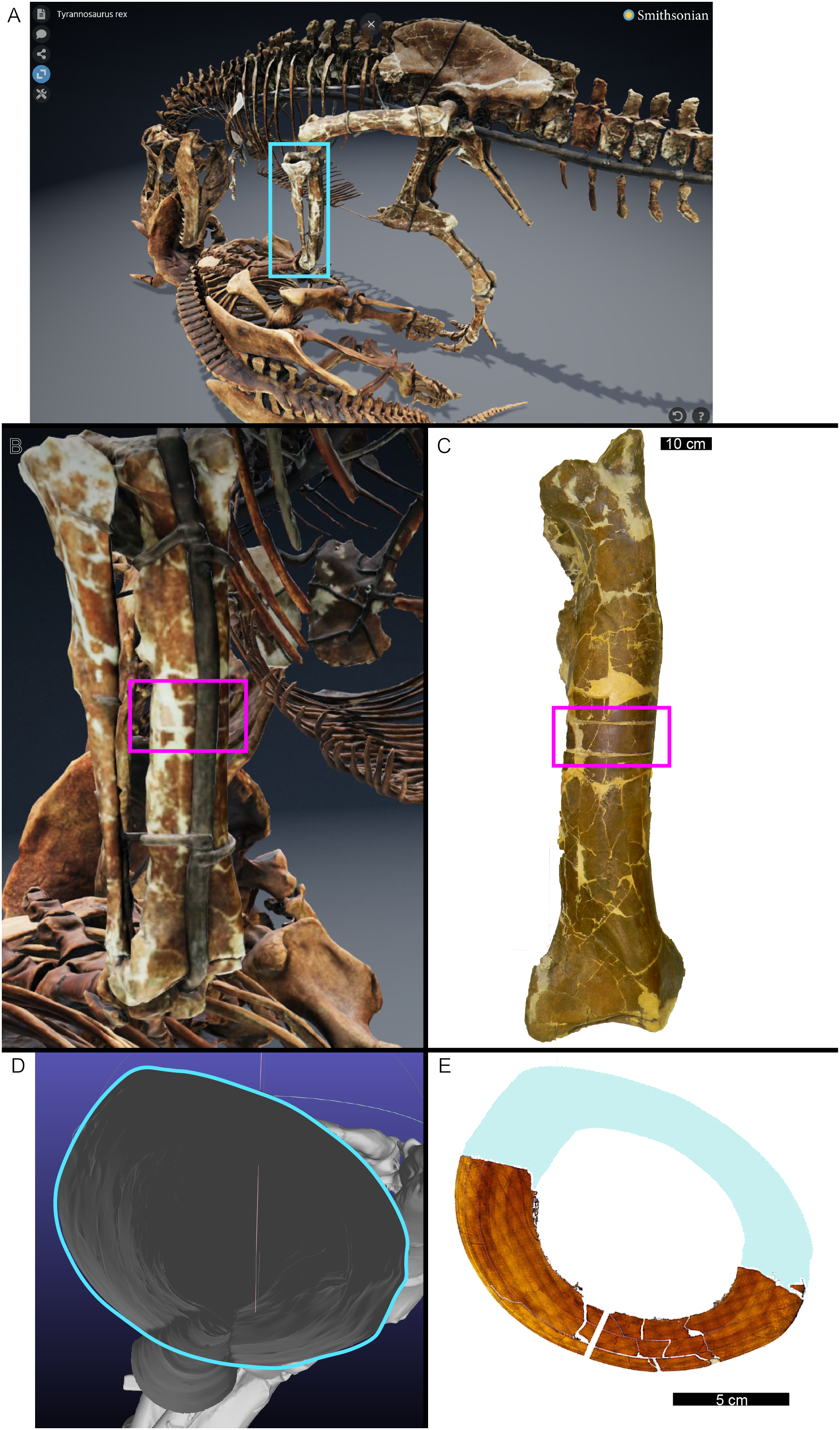 Detailed bone (femur and tibia) samples for histological analysis