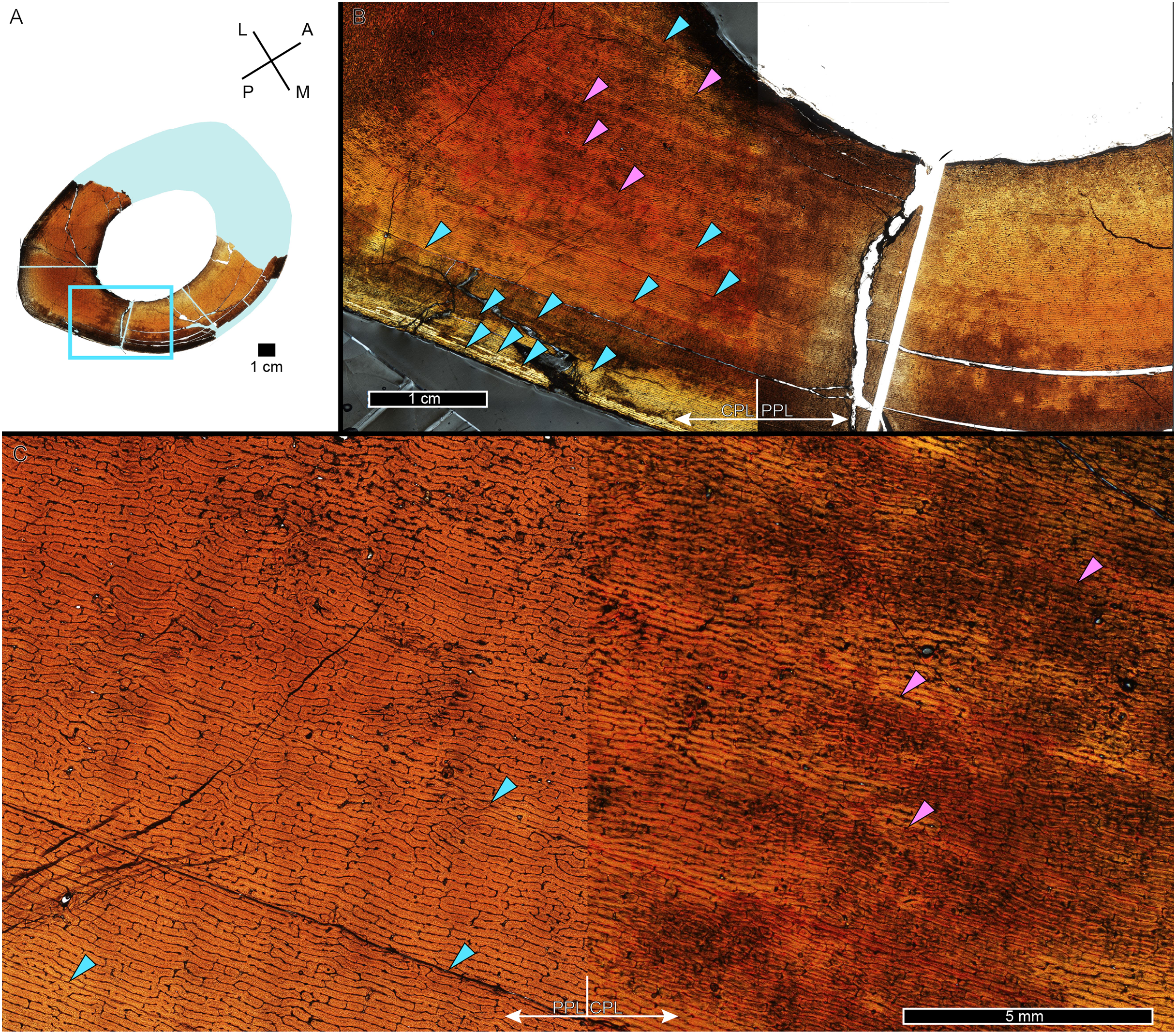 Detailed bone (femur and tibia) samples for histological analysis​​(Image Credit - Woodward HN, Myhrvold NP, Horner JR. 2026. Prolonged growth and extended subadult development in the Tyrannosaurus rex species complex revealed by expanded histological sampling and statistical modeling. PeerJ ​)