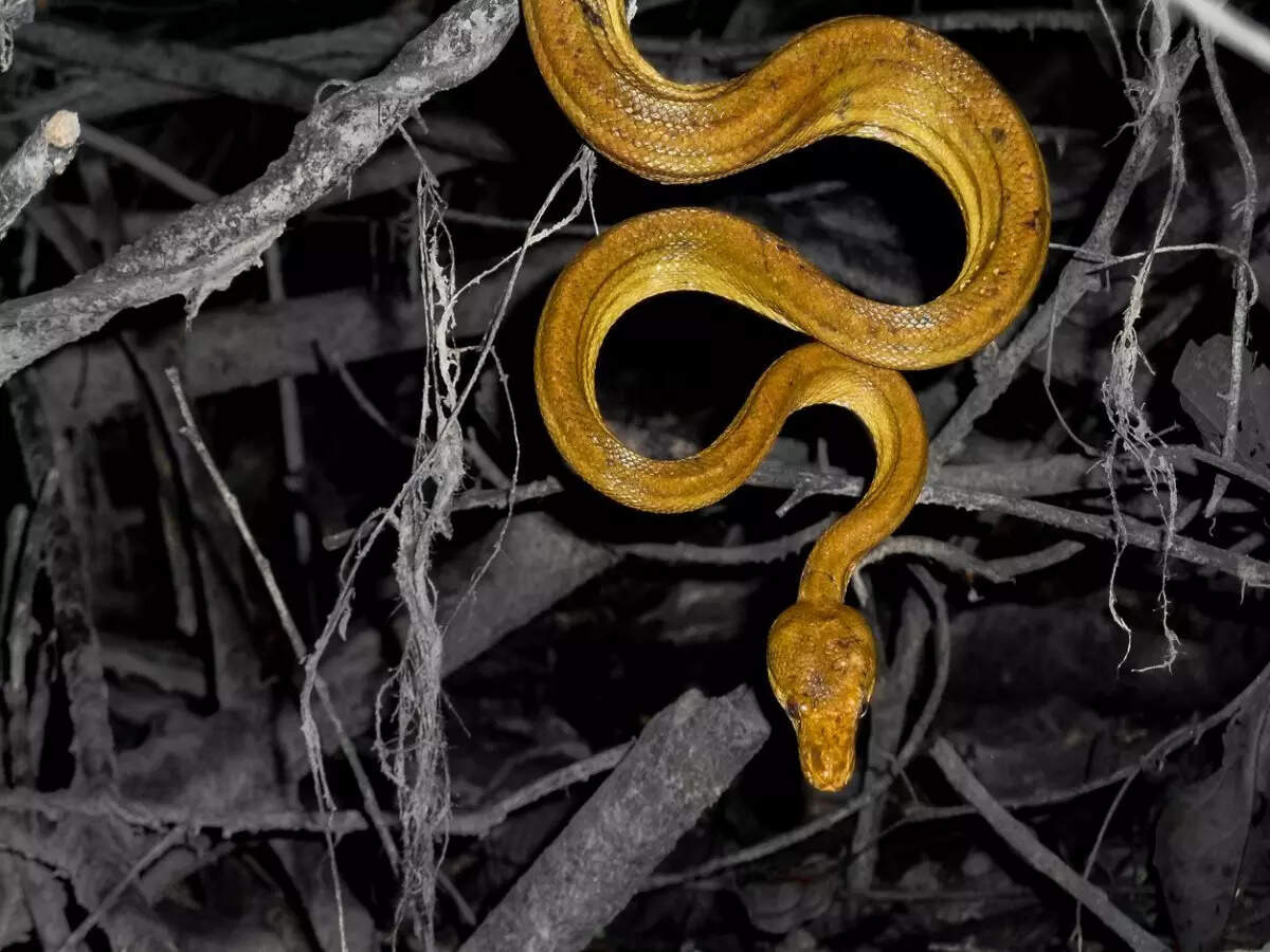 Snake Island, Brazil