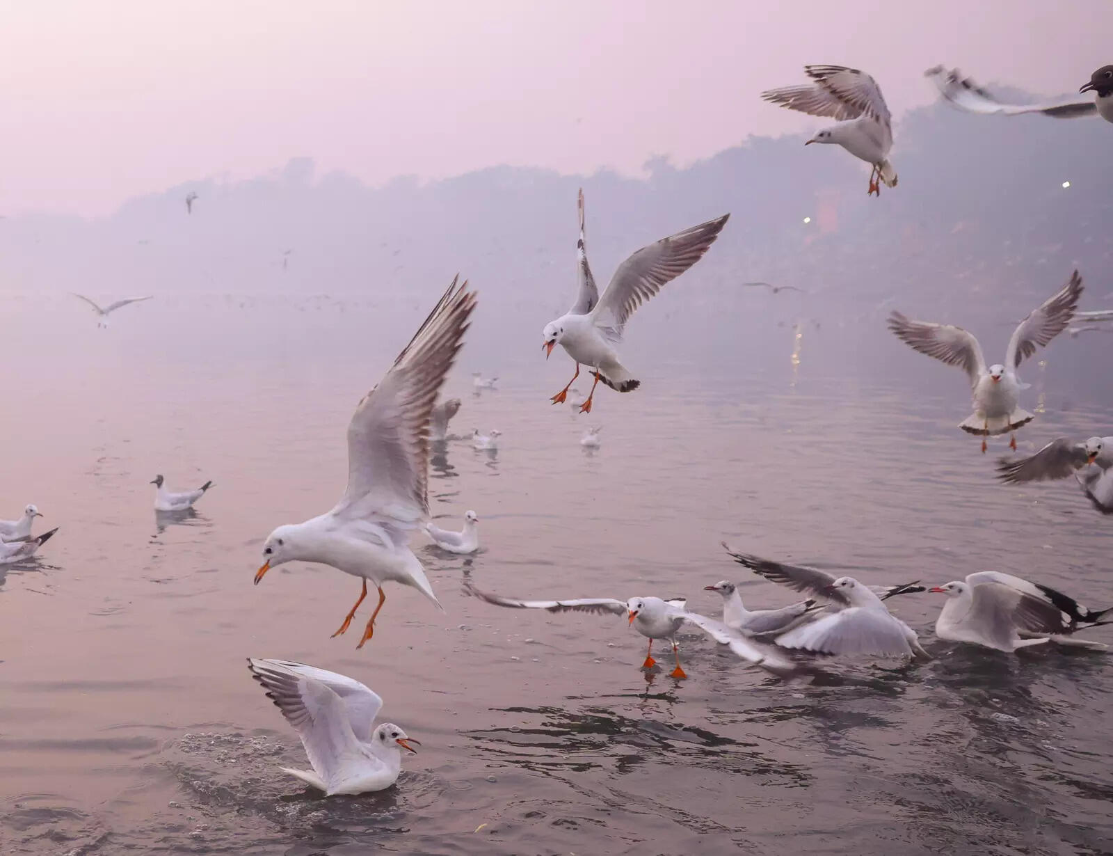 'Ghats allow for close-range observation of gulls, terns and wagtails'