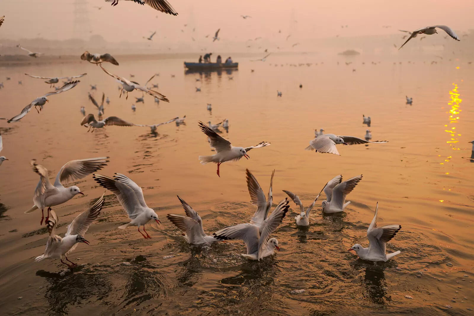 Asita East, Chilla Khadar, Wazirabad and Sungarpur are important birding areas along Yamuna