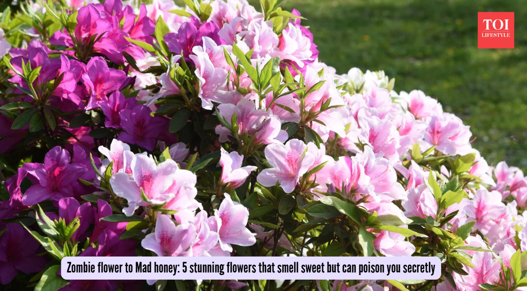 Zombie flower to Mad honey: 5 stunning flowers that smell sweet but can poison you secretly
