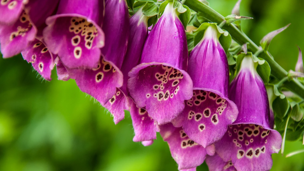 Foxglove