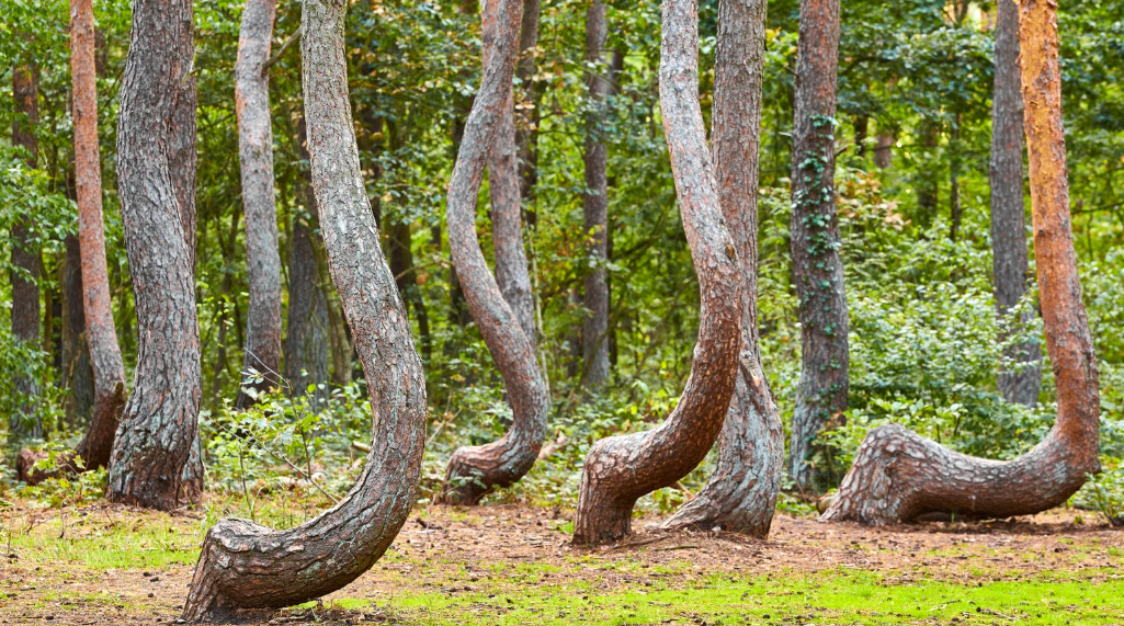 Crooked forests of Poland