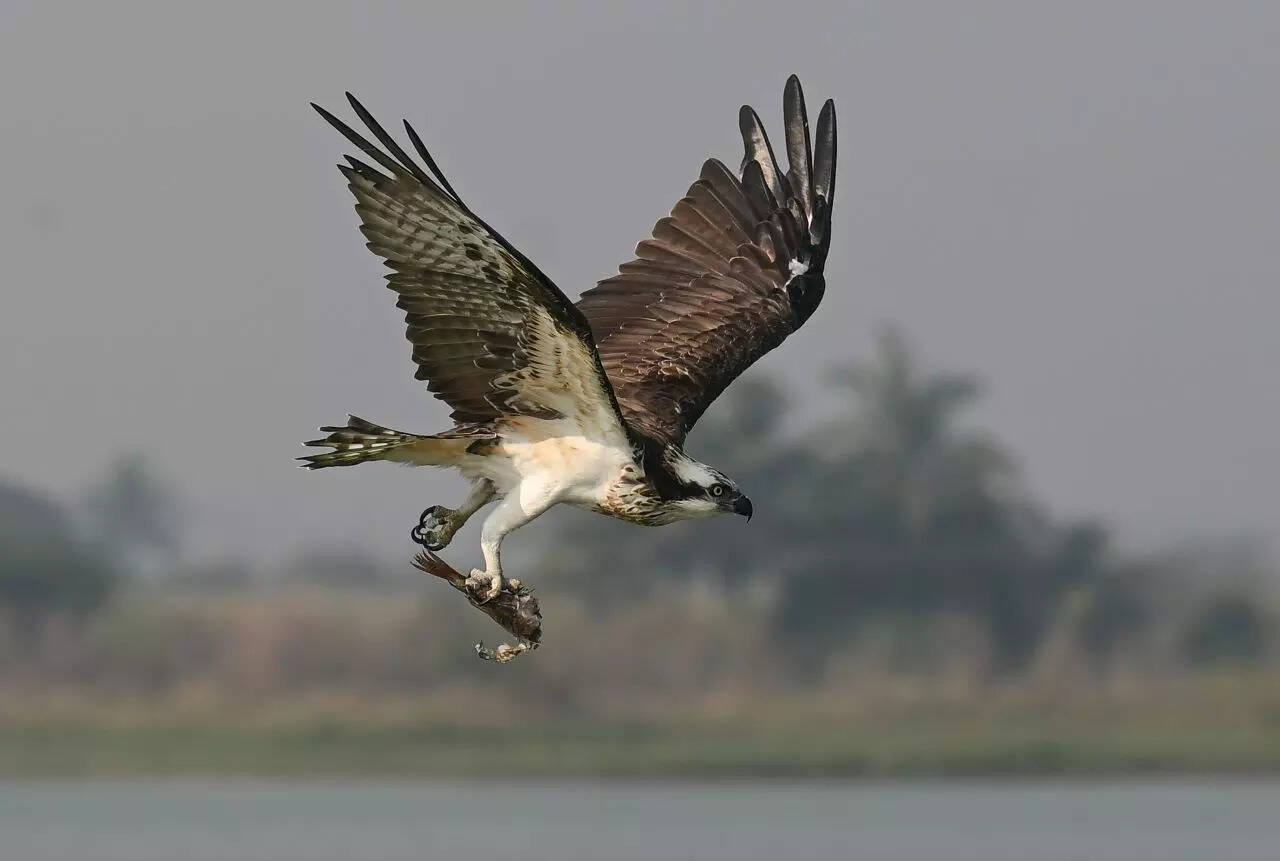 BhigwanBirdWatching_197