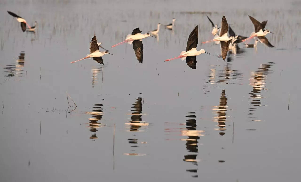 BhigwanBirdWatching_70