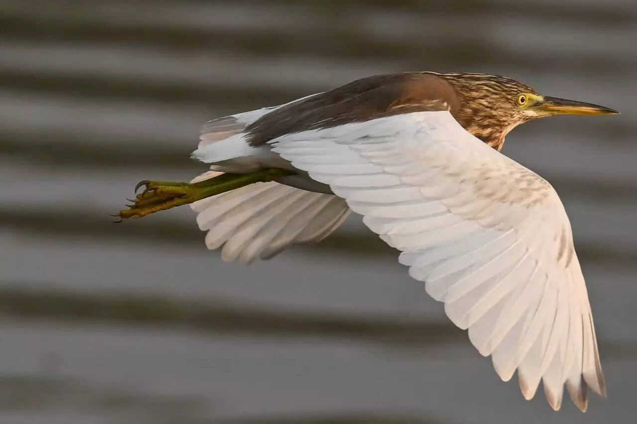 BhigwanBirdWatching_50