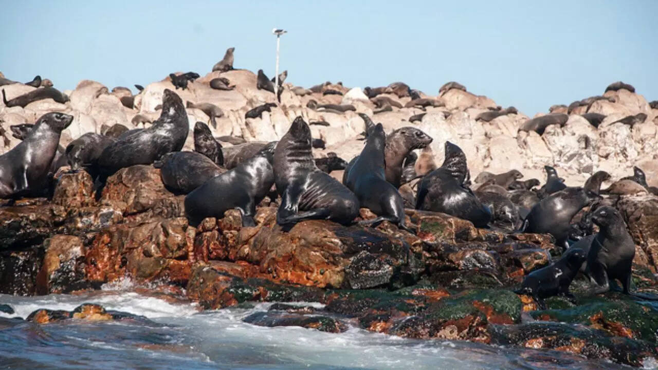 சீல் தீவு