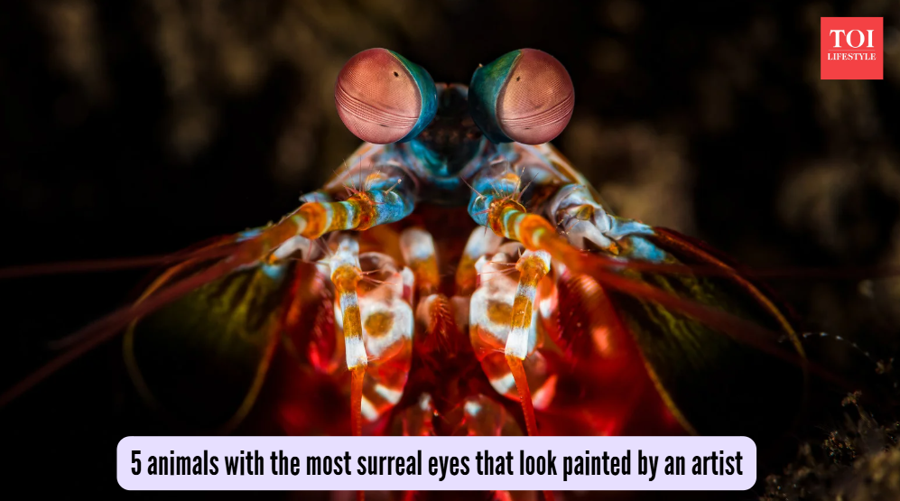 5 animals with the most surreal eyes that look painted by an artist