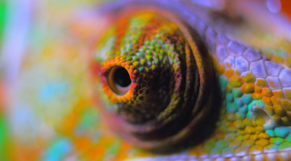 Chameleon eye